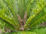 Encephalartos ferox subsp. emersus