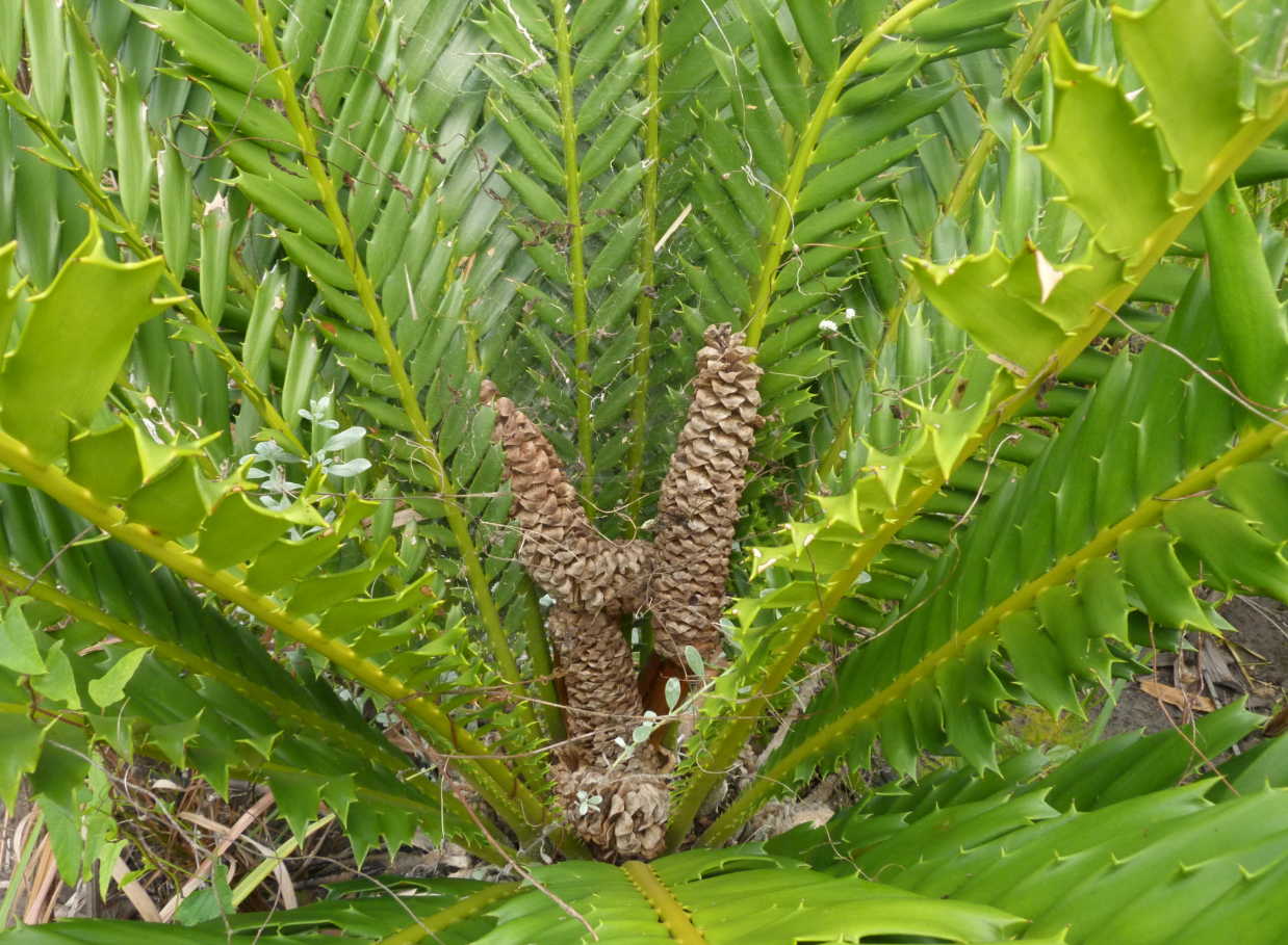 Encephalartos ferox subsp. emersus
