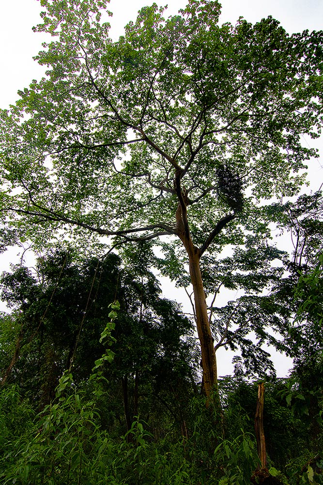 Ficus mucuso