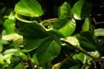 Ficus mucuso