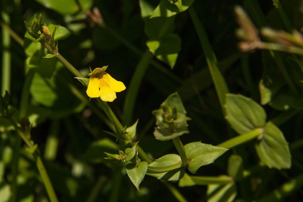 Crepidorhopalon flavus Crepidorhopalon flavus