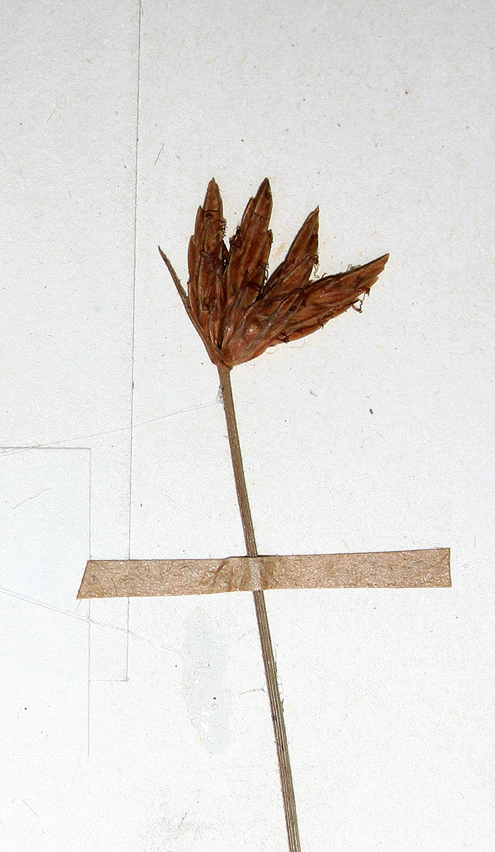 Abildgaardia hygrophila