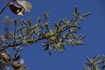 Combretum collinum subsp. gazense