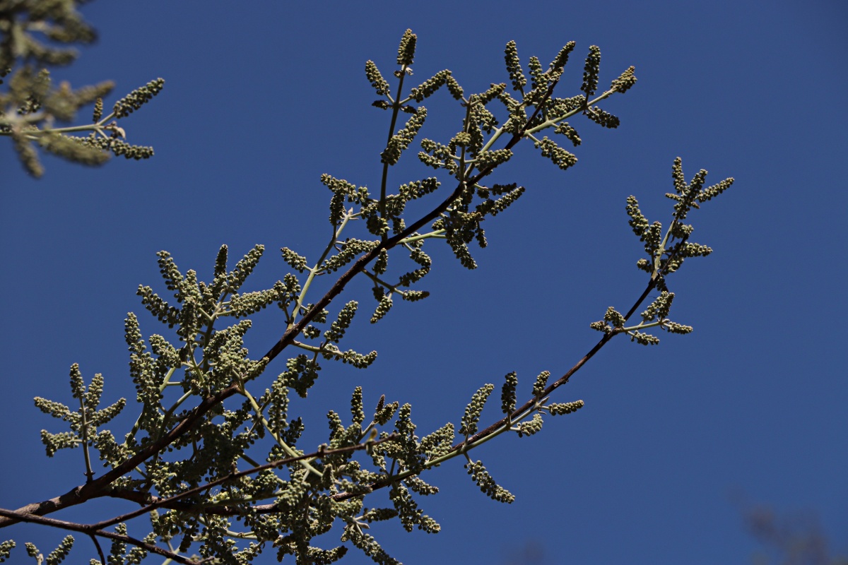Combretum collinum subsp. gazense