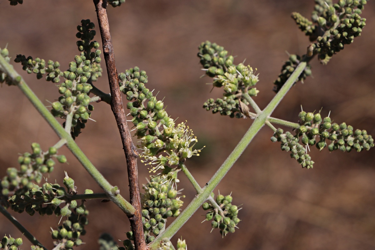 Combretum collinum subsp. gazense Combretum collinum subsp. gazense