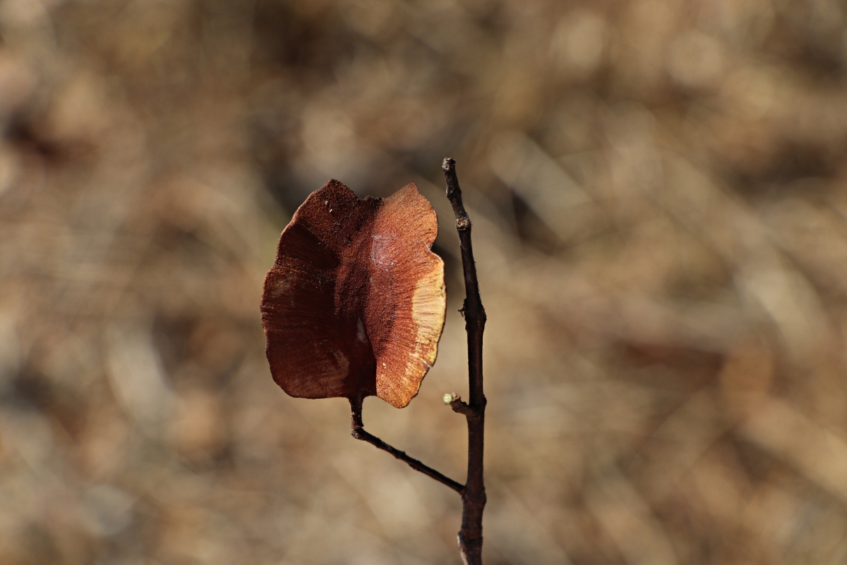 Combretum collinum subsp. gazense