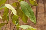 Combretum collinum subsp. ondongense