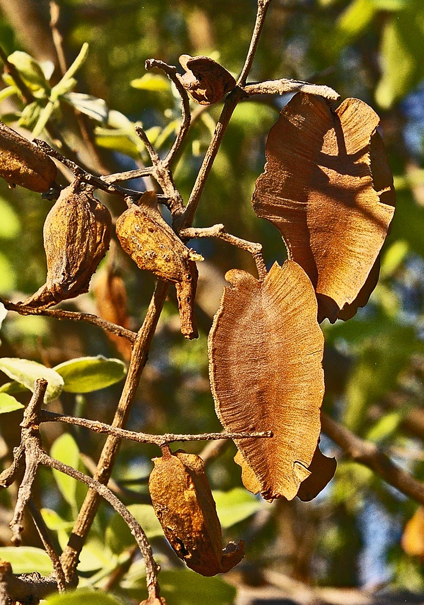 Combretum collinum subsp. ondongense