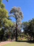 Eucalyptus cinerea