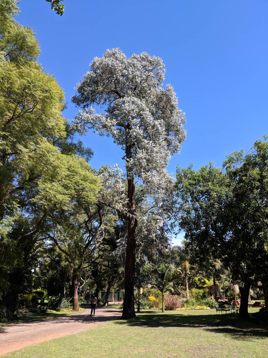 Eucalyptus cinerea Eucalyptus cinerea