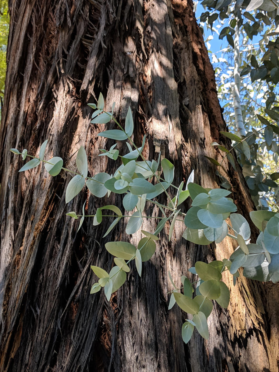 Eucalyptus cinerea Eucalyptus cinerea