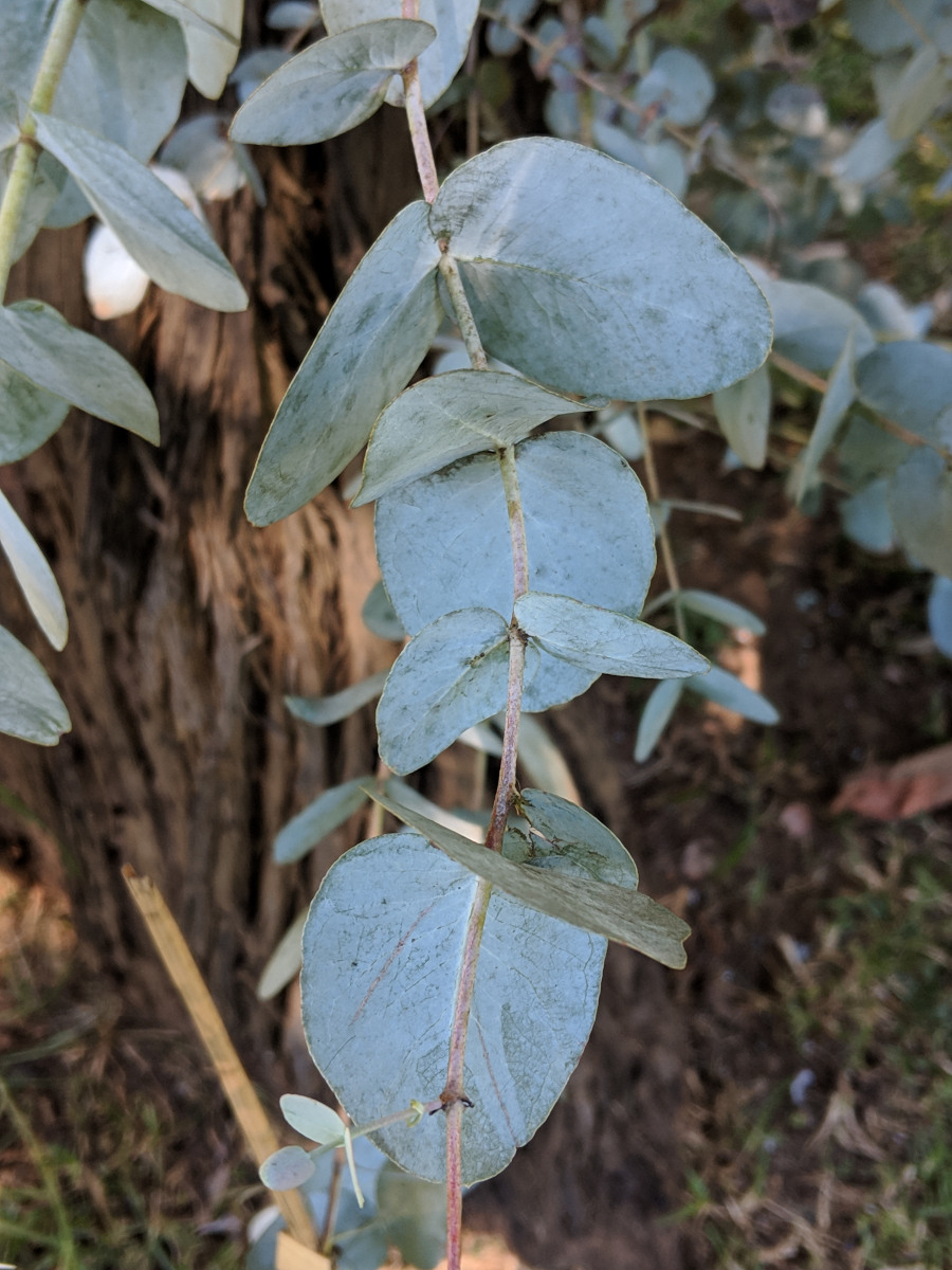 Eucalyptus cinerea Eucalyptus cinerea