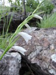 Gladiolus virgineus