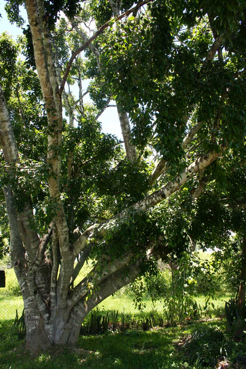 Ficus benjamina var. nuda