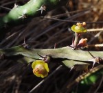 Euphorbia stenocaulis