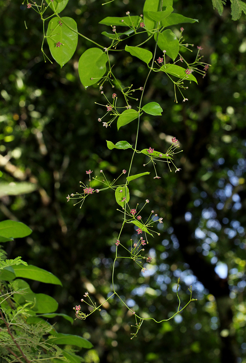 Vincetoxicum apiculatum
