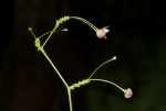 Tylophora apiculata