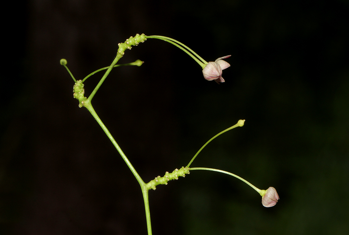 Vincetoxicum apiculatum