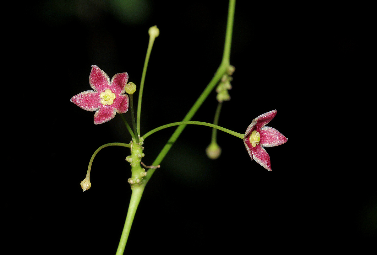 Vincetoxicum apiculatum