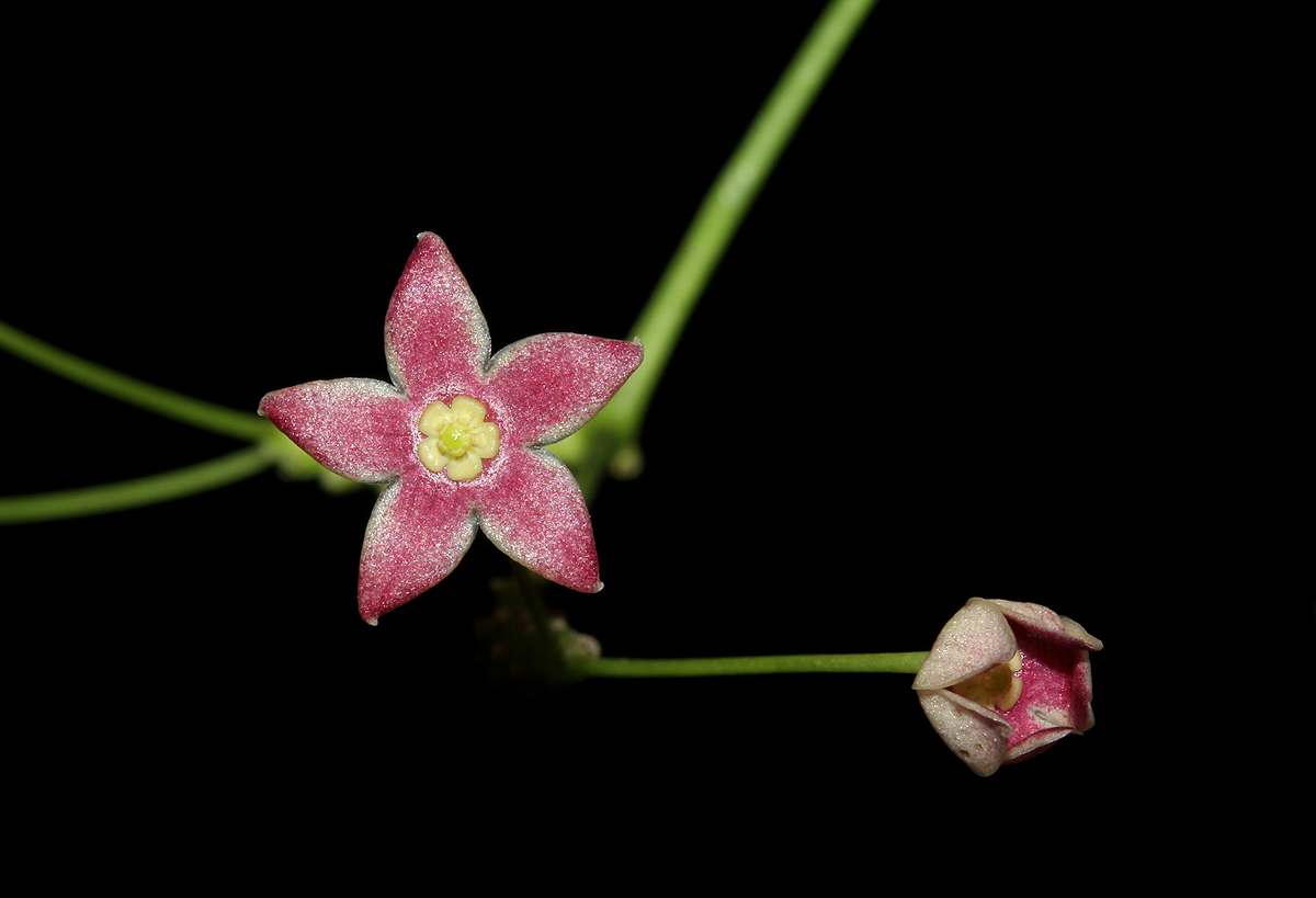 Vincetoxicum apiculatum