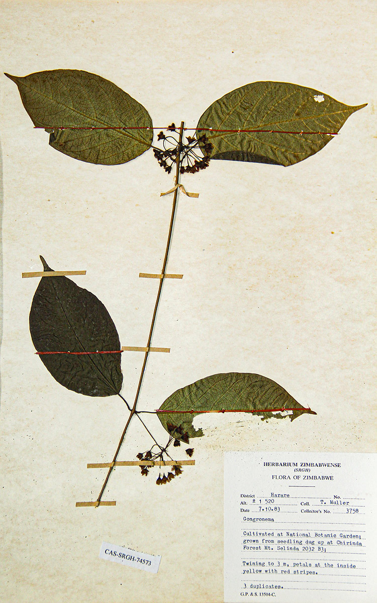 Marsdenia chirindensis