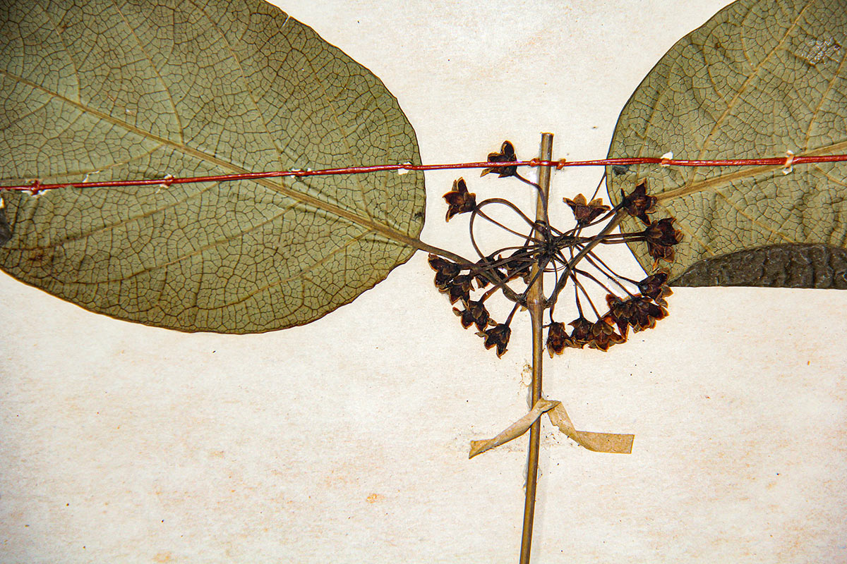 Marsdenia chirindensis