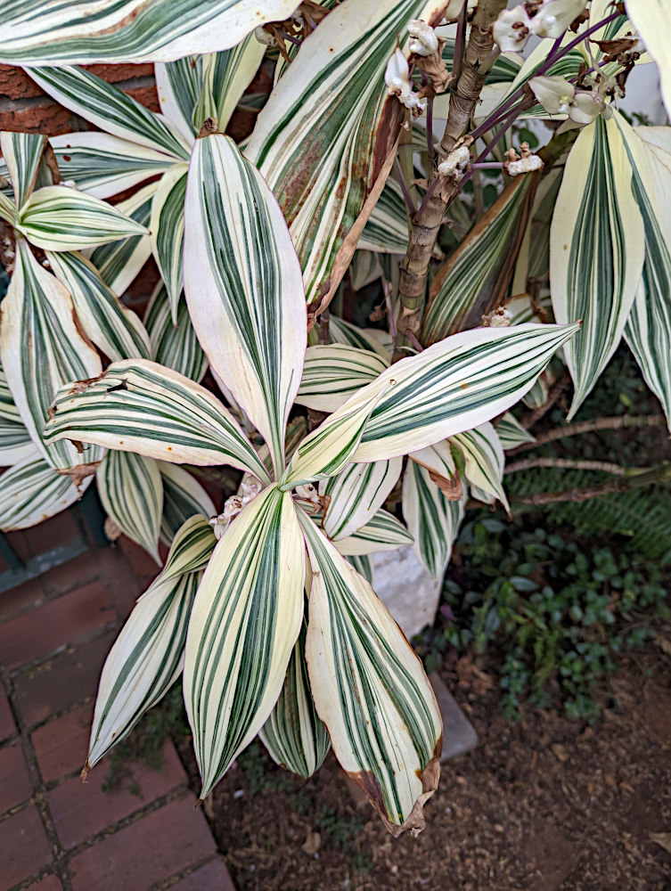 Tradescantia zanonia