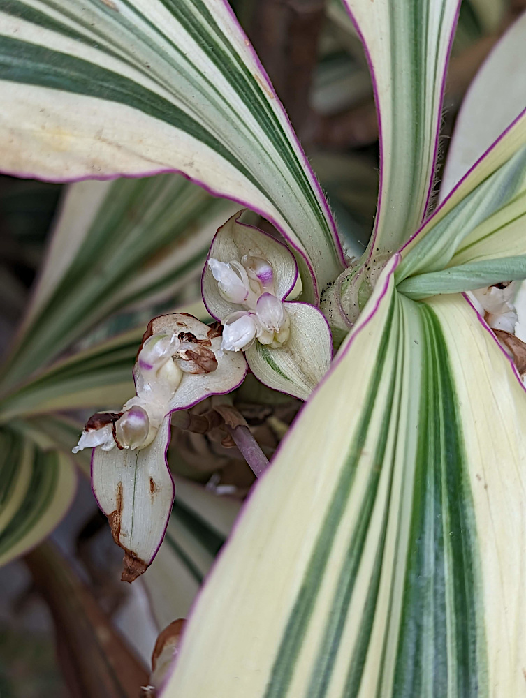 Tradescantia zanonia Tradescantia zanonia