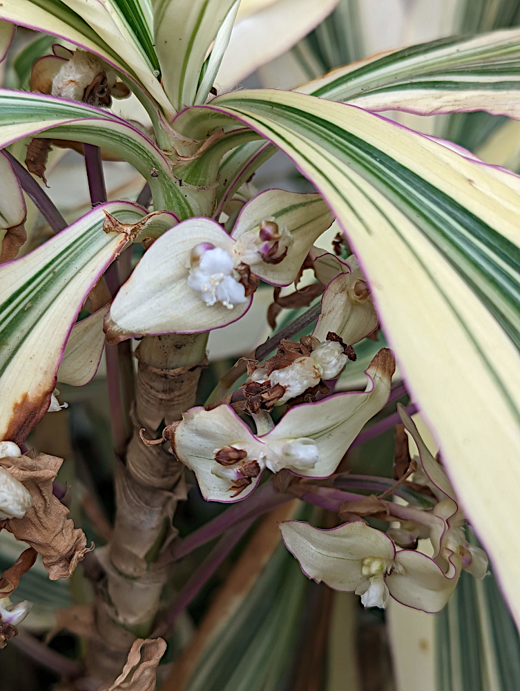 Tradescantia zanonia Tradescantia zanonia