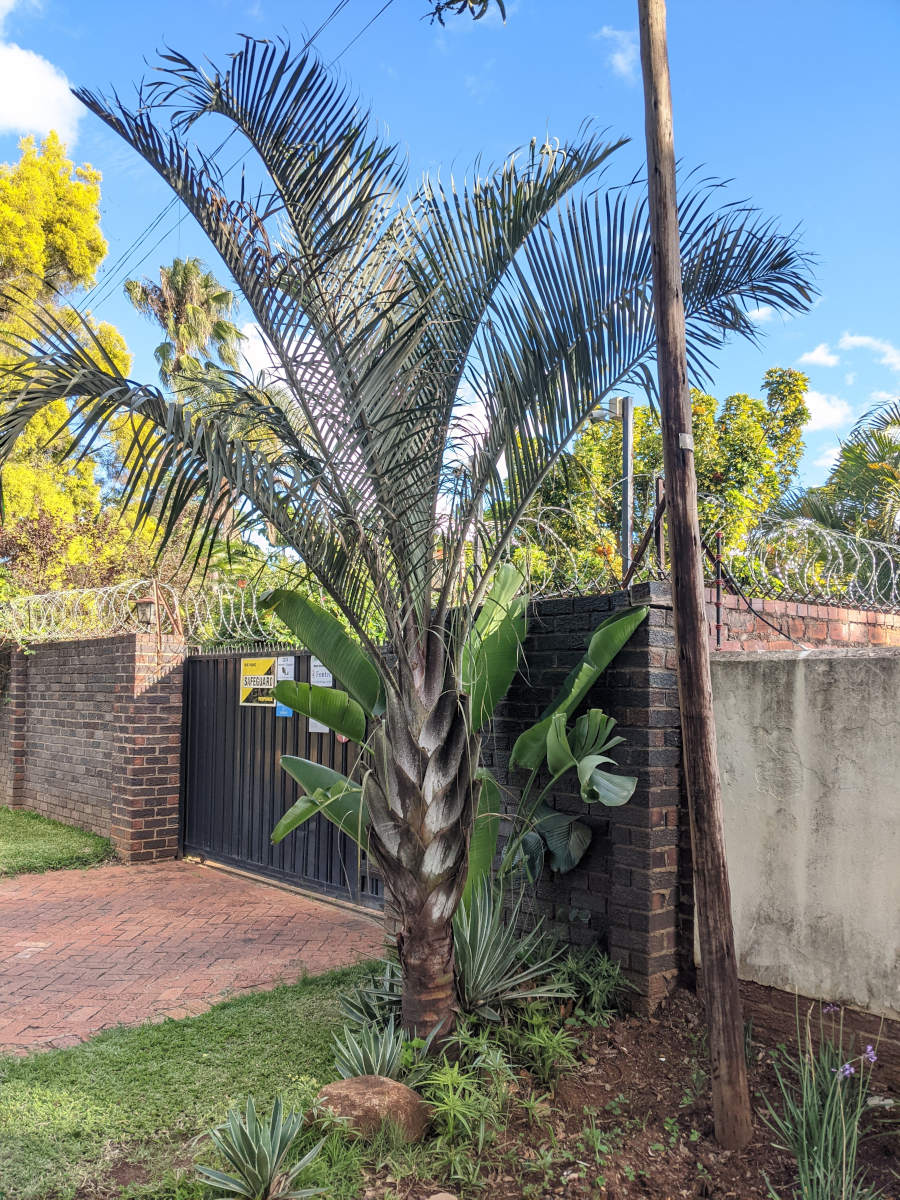 Dypsis decaryi Dypsis decaryi