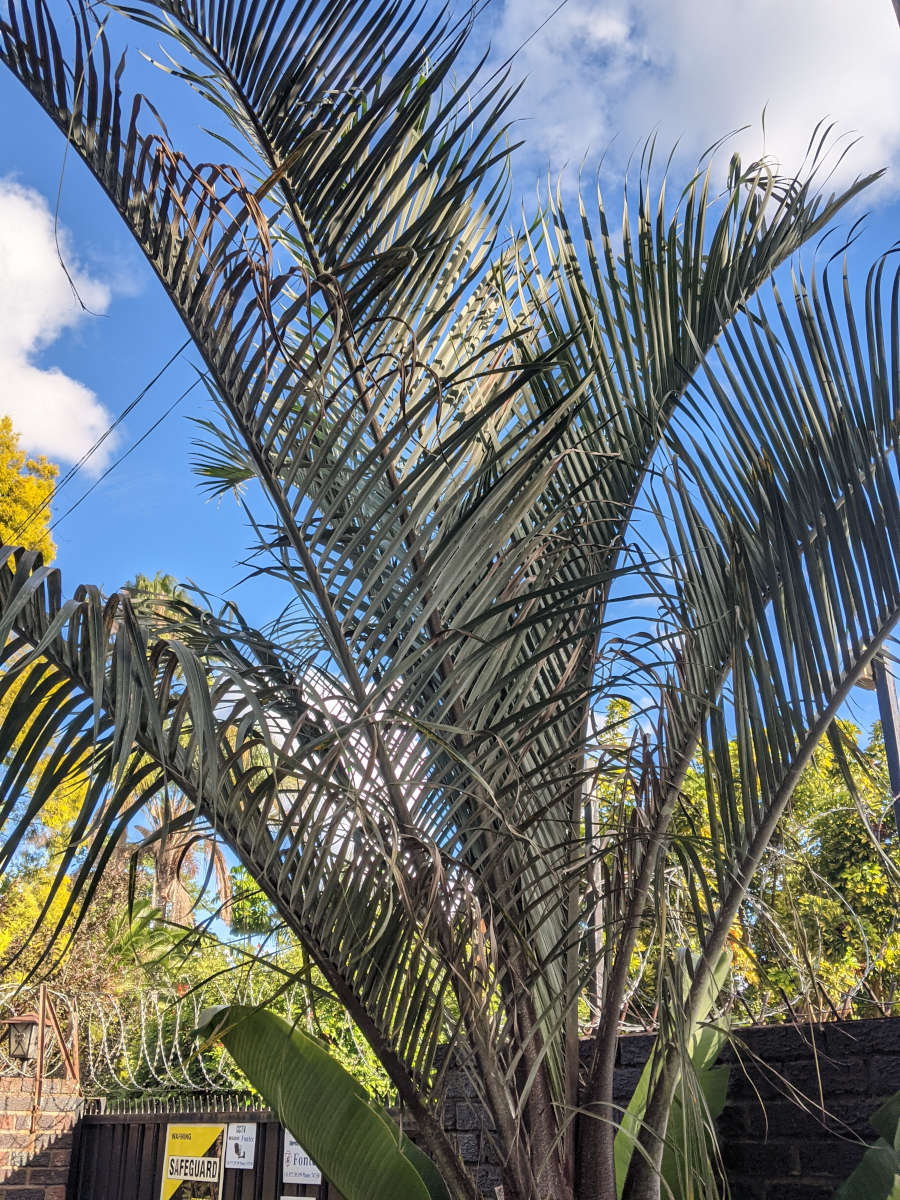 Dypsis decaryi Dypsis decaryi