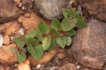 Ceropegia cordifolia