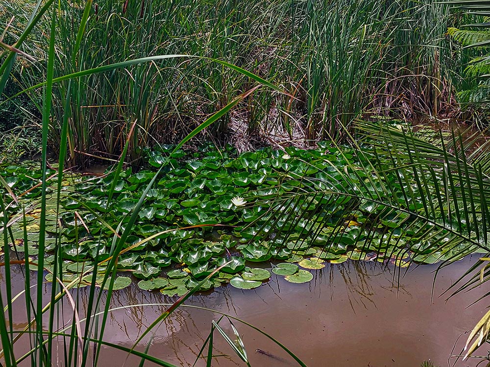 Nymphaea cf. mexicana