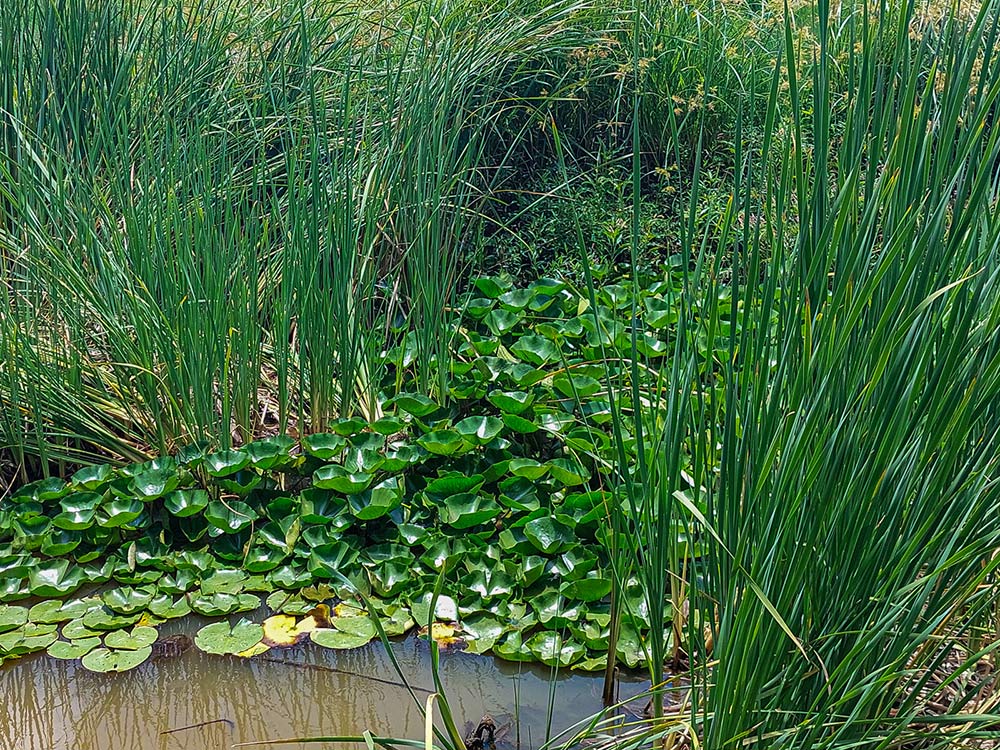Nymphaea cf. mexicana
