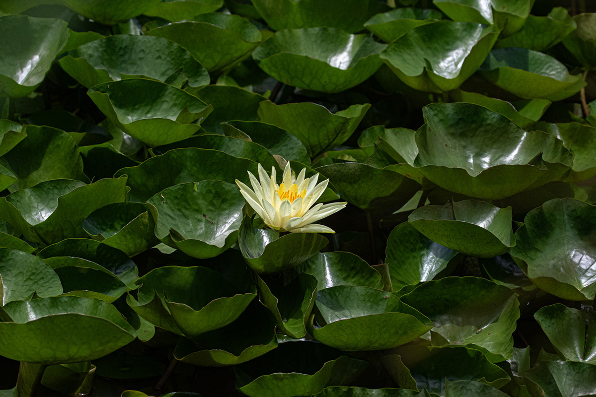 Nymphaea cf. mexicana
