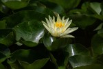 Nymphaea cf. mexicana