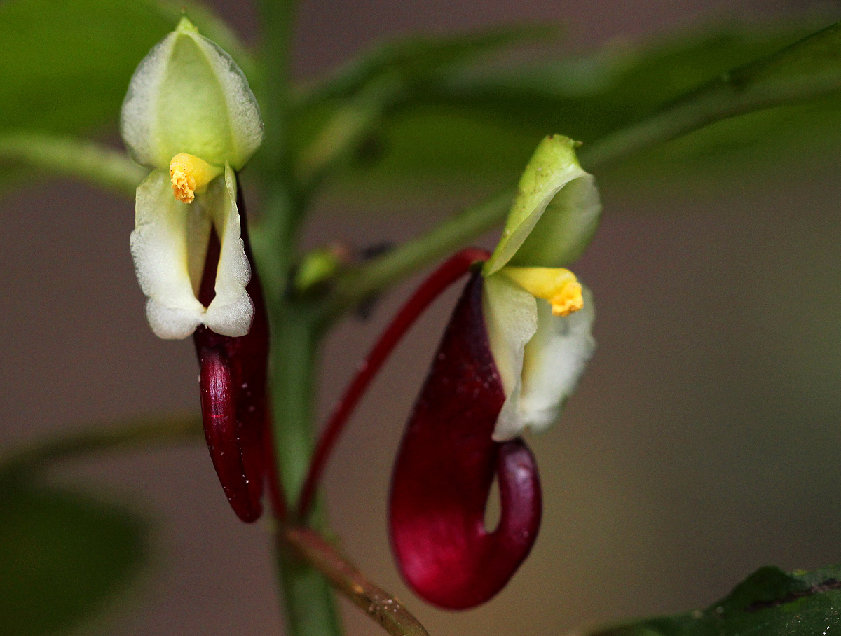 Impatiens niamniamensis Impatiens niamniamensis