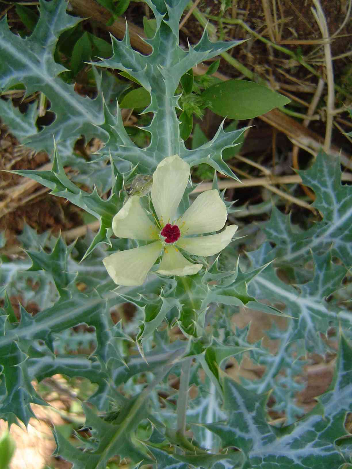 Argemone ochroleuca subsp. ochroleuca