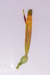 Agelanthus crassifolius
