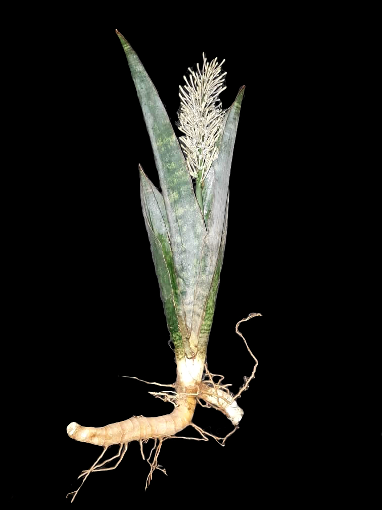 Sansevieria richardsii