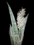Sansevieria richardsii