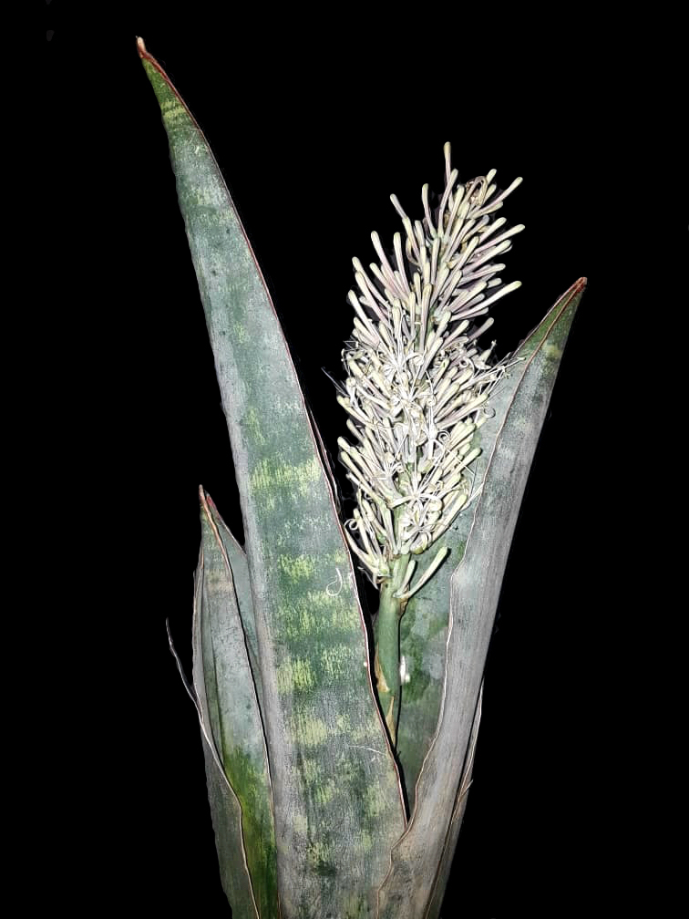 Sansevieria richardsii