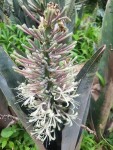 Sansevieria richardsii