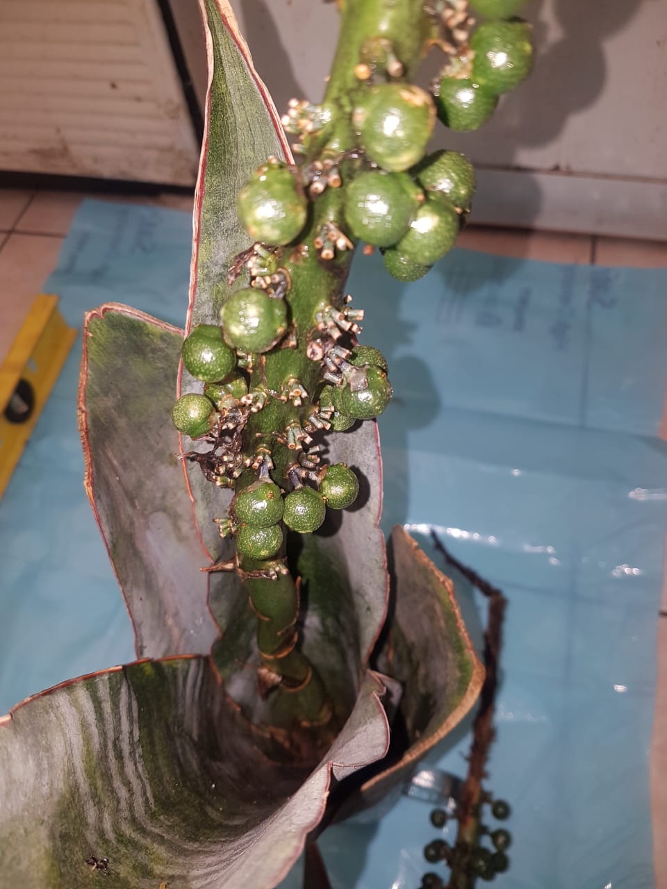 Sansevieria richardsii