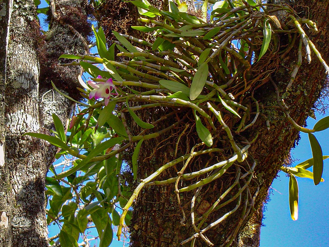 Dendrobium nobile