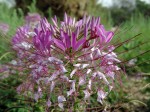 Cleome houtteana