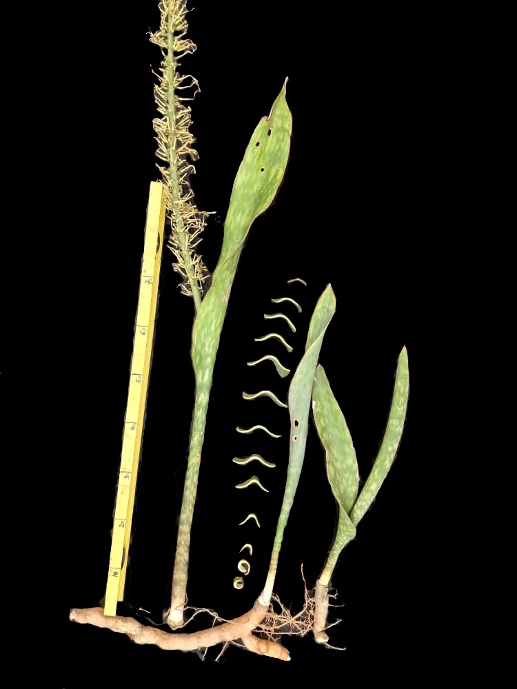 Sansevieria tubiformis