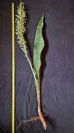 Sansevieria tubiformis