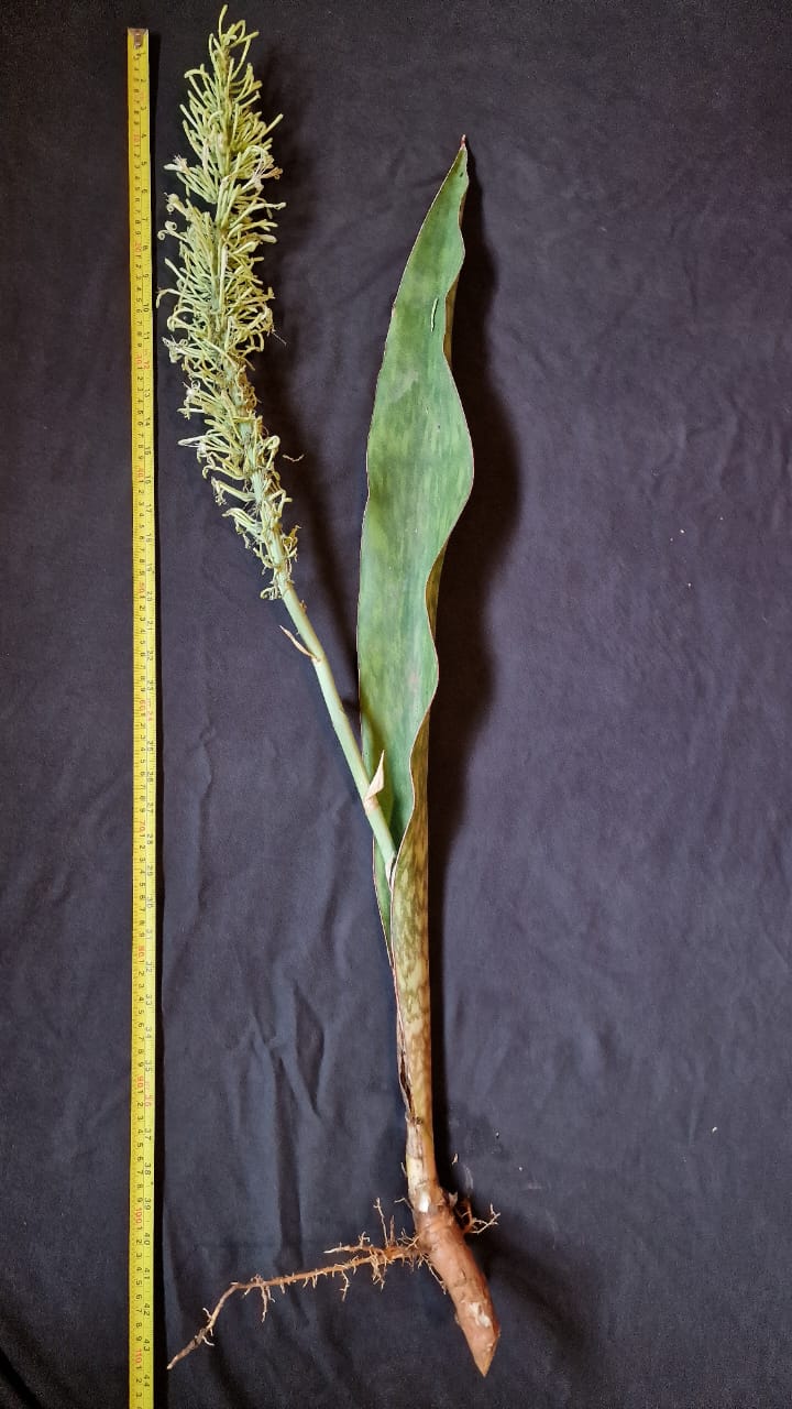 Sansevieria tubiformis