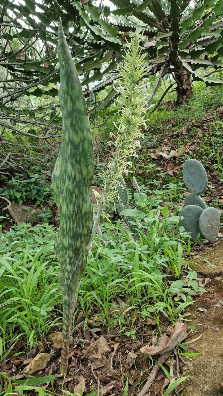 Sansevieria tubiformis